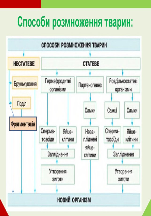 Презентація до уроку "Розмноження та його значення. Форми розмноження тварин "